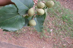 Aleurites moluccanus